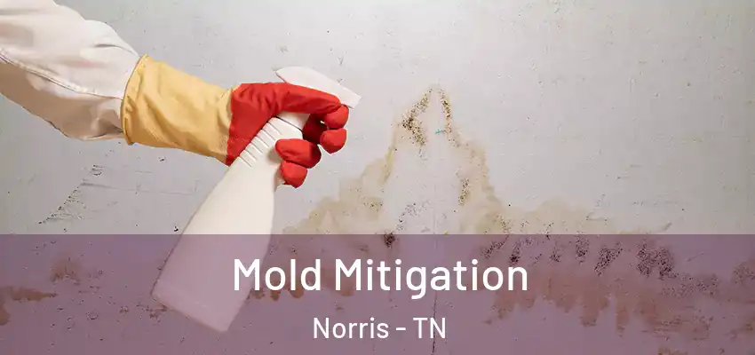  Mold Mitigation Norris - TN