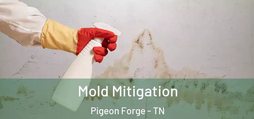 Mold Mitigation Pigeon Forge - TN