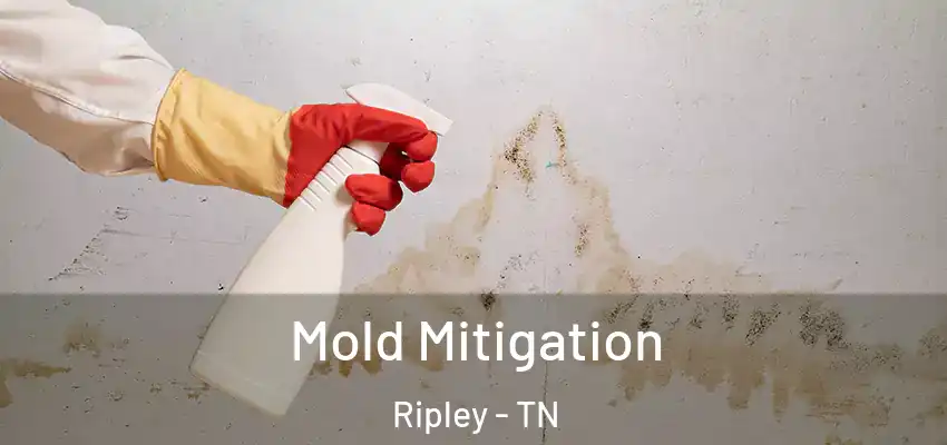  Mold Mitigation Ripley - TN