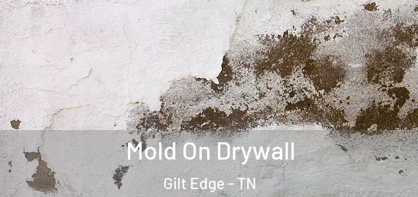 Mold On Drywall Gilt Edge - TN