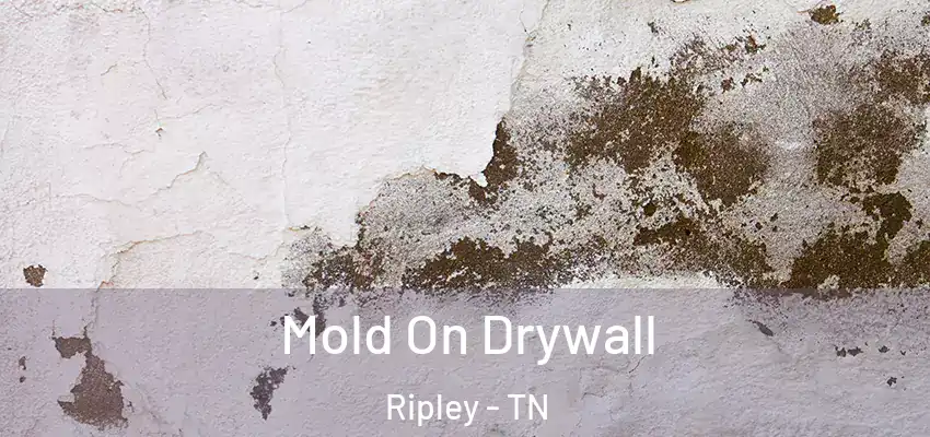  Mold On Drywall Ripley - TN