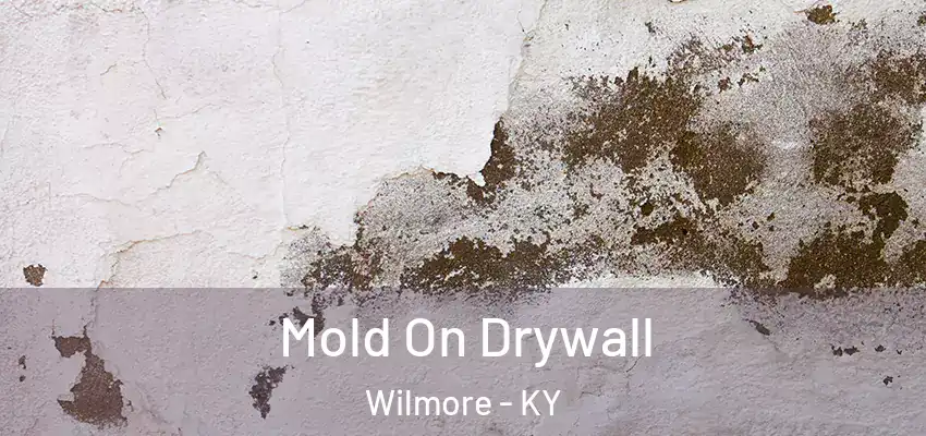  Mold On Drywall Wilmore - KY