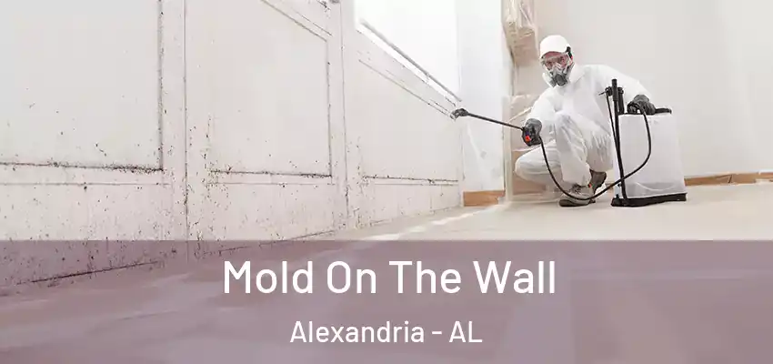  Mold On The Wall Alexandria - AL