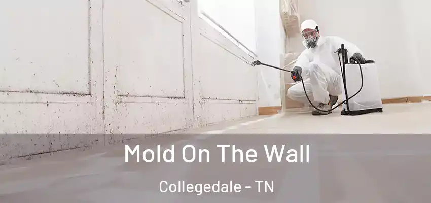  Mold On The Wall Collegedale - TN