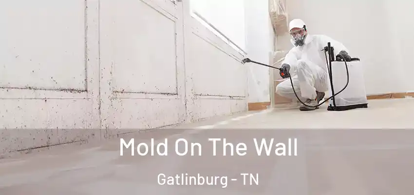 Mold On The Wall Gatlinburg - TN