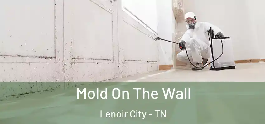 Mold On The Wall Lenoir City - TN