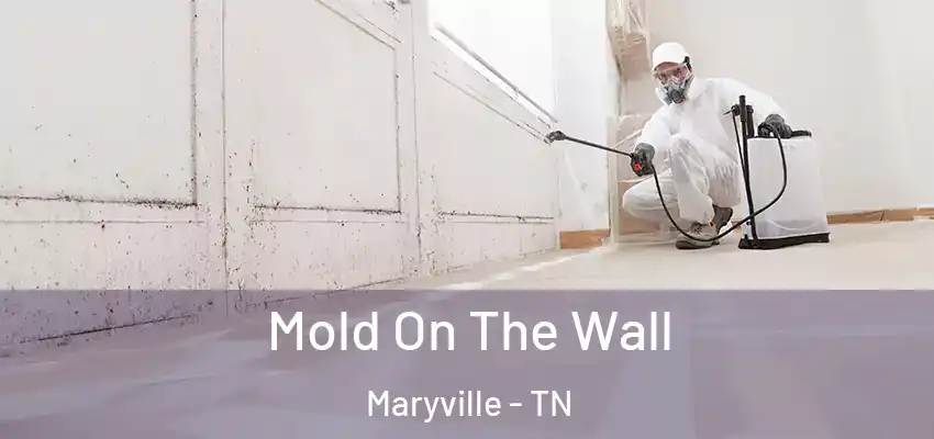  Mold On The Wall Maryville - TN
