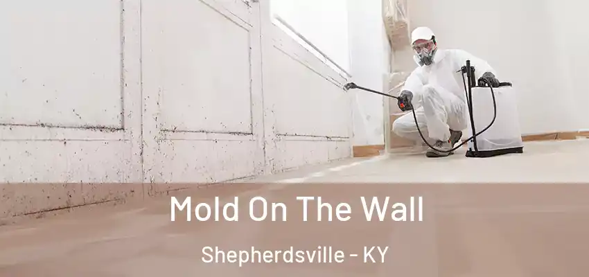 Mold On The Wall Shepherdsville - KY