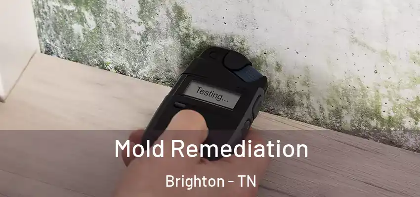  Mold Remediation Brighton - TN