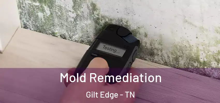Mold Remediation Gilt Edge - TN