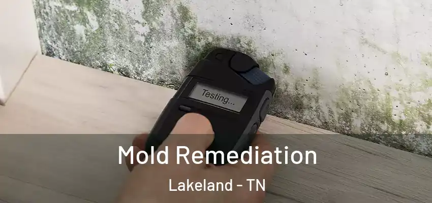  Mold Remediation Lakeland - TN