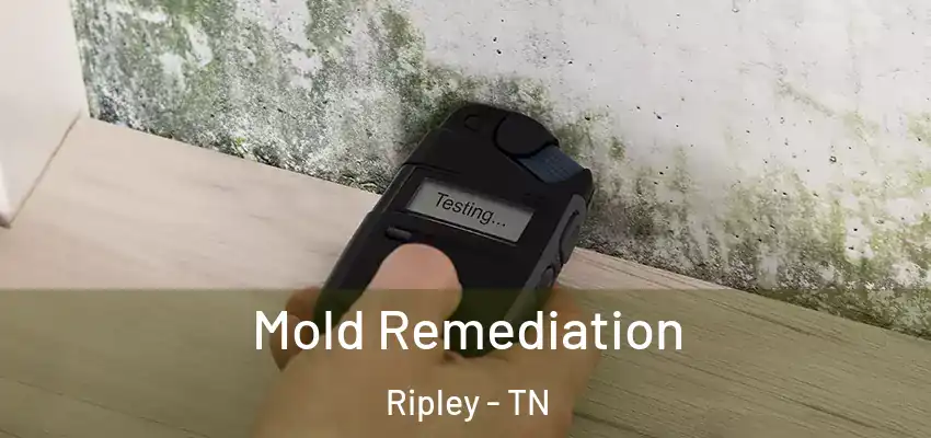 Mold Remediation Ripley - TN
