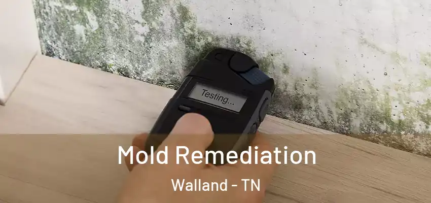  Mold Remediation Walland - TN