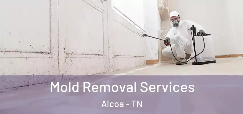 Mold Removal Services Alcoa - TN