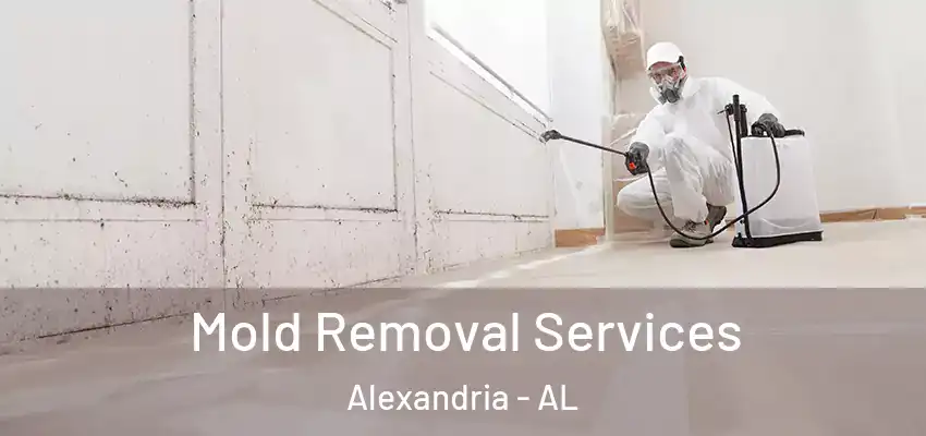 Mold Removal Services Alexandria - AL