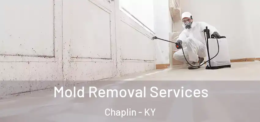 Mold Removal Services Chaplin - KY