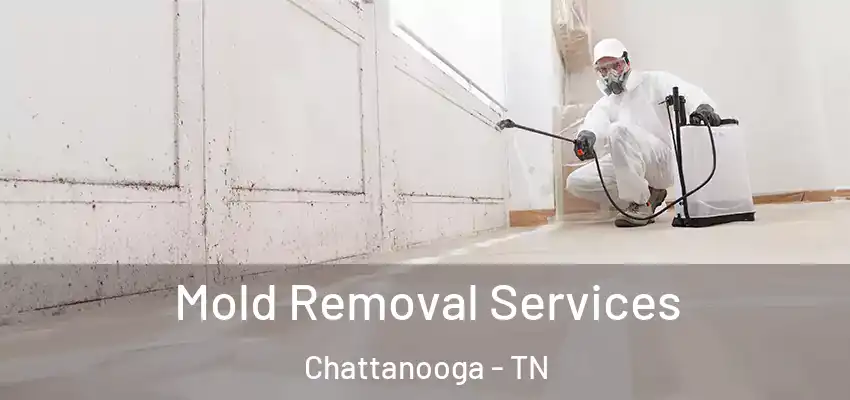 Mold Removal Services Chattanooga - TN