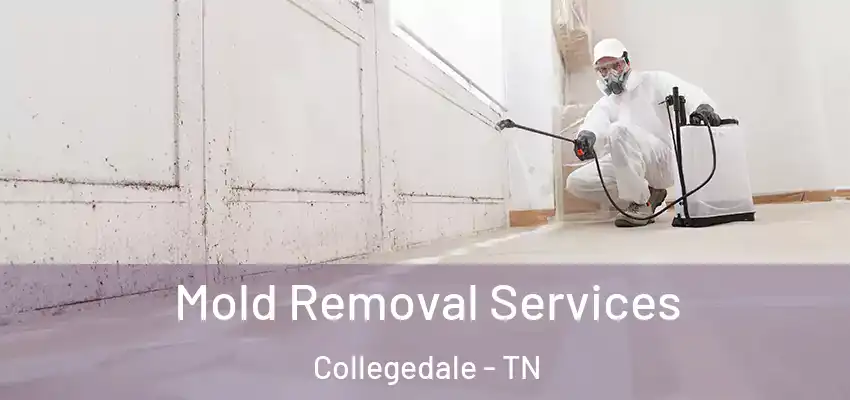 Mold Removal Services Collegedale - TN
