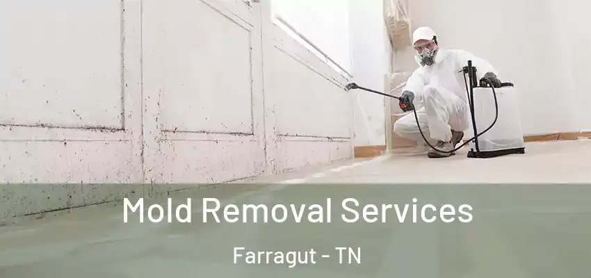  Mold Removal Services Farragut - TN