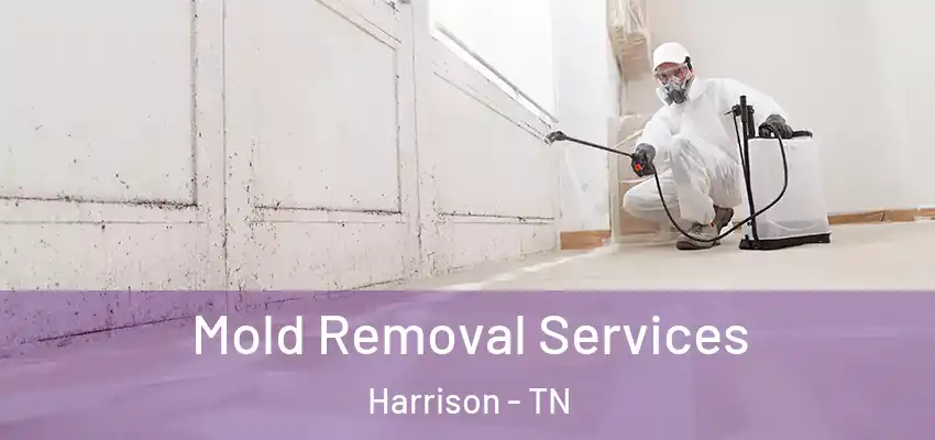 Mold Removal Services Harrison - TN