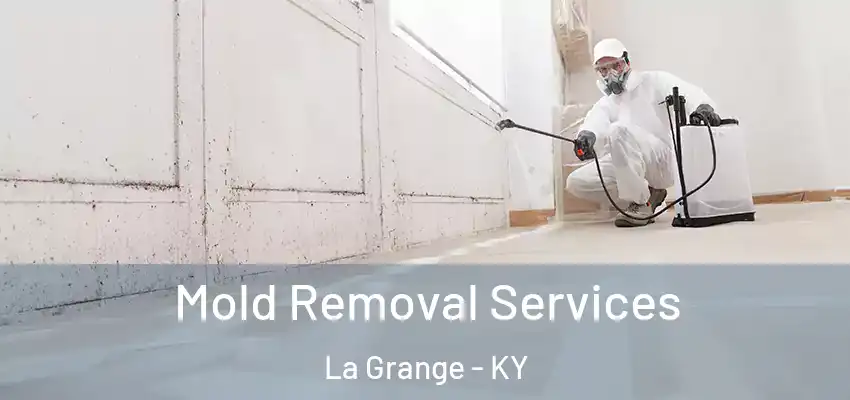  Mold Removal Services La Grange - KY