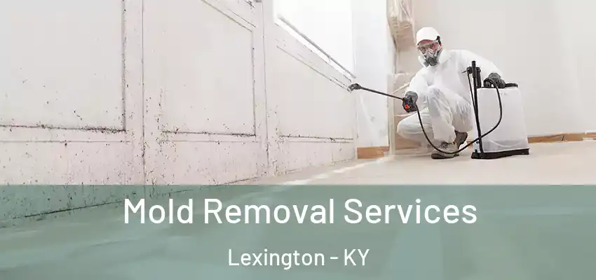  Mold Removal Services Lexington - KY