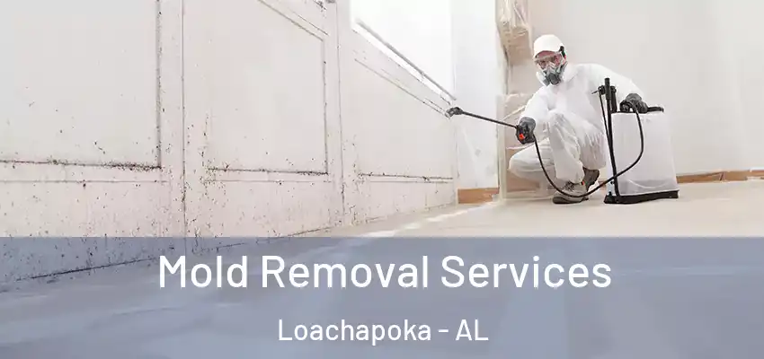 Mold Removal Services Loachapoka - AL