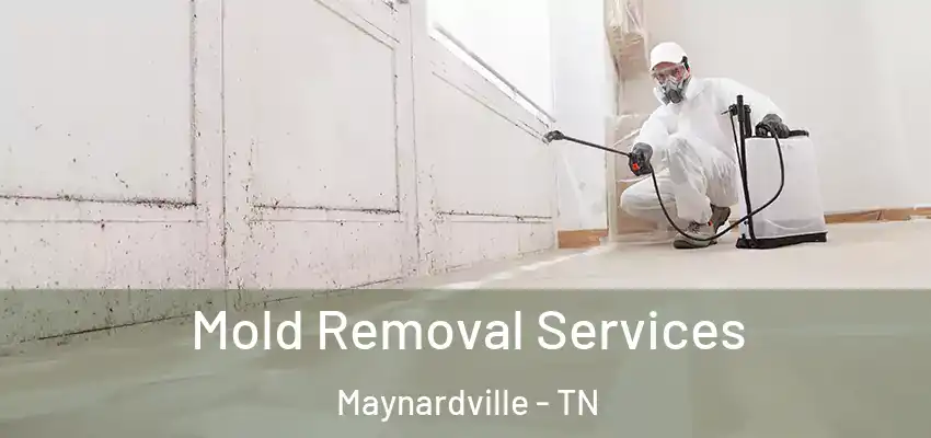 Mold Removal Services Maynardville - TN