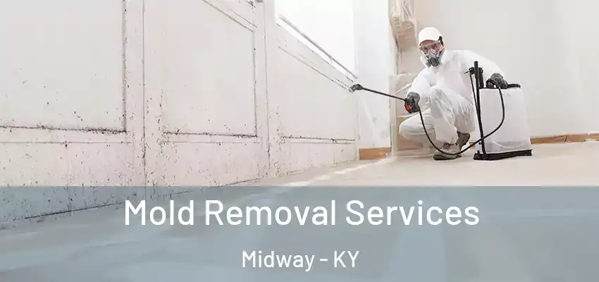Mold Removal Services Midway - KY