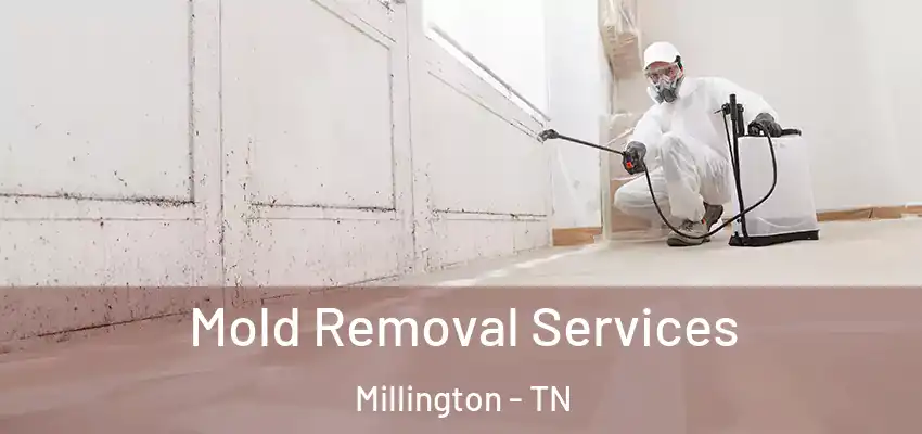  Mold Removal Services Millington - TN