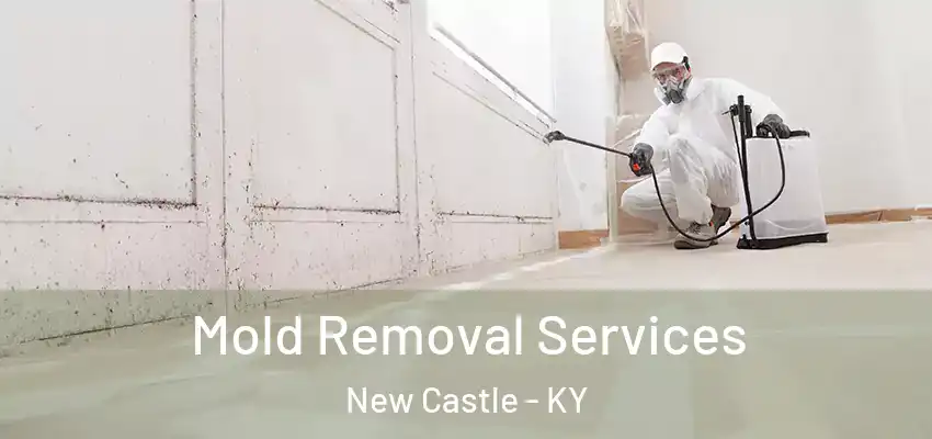  Mold Removal Services New Castle - KY