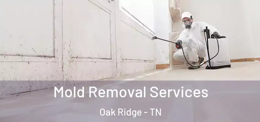  Mold Removal Services Oak Ridge - TN