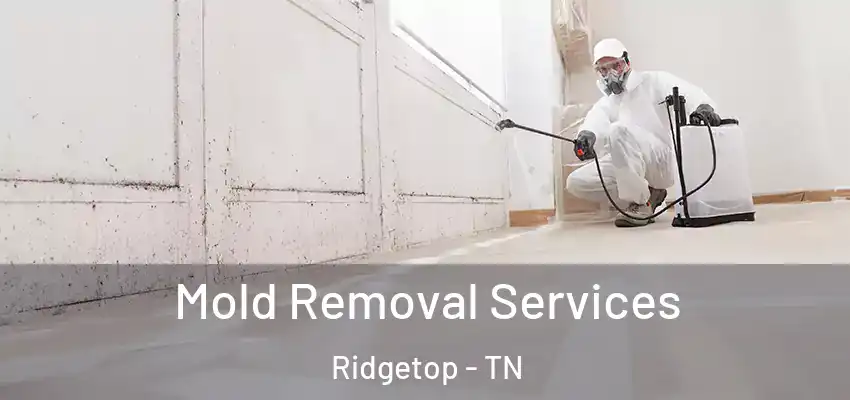 Mold Removal Services Ridgetop - TN