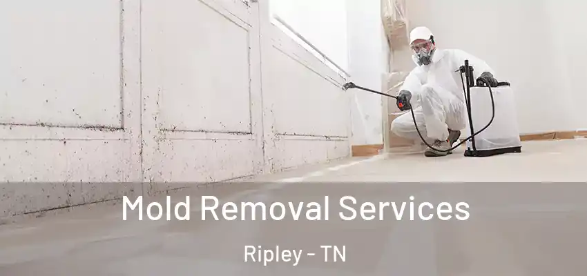 Mold Removal Services Ripley - TN