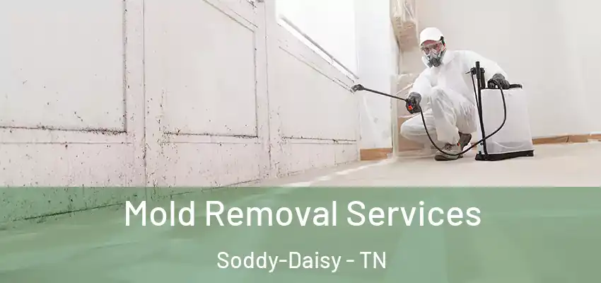 Mold Removal Services Soddy-Daisy - TN