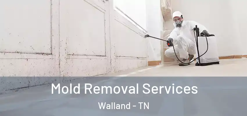 Mold Removal Services Walland - TN