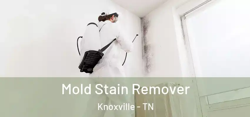 Mold Stain Remover Knoxville - TN