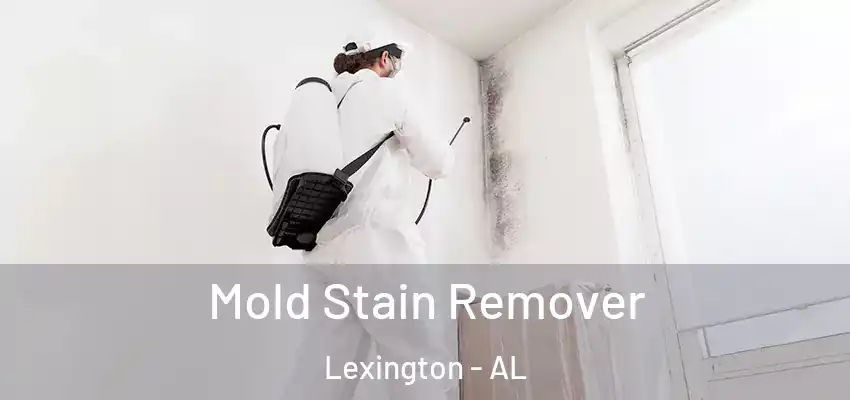  Mold Stain Remover Lexington - AL