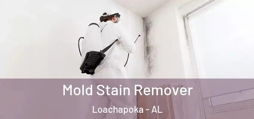  Mold Stain Remover Loachapoka - AL