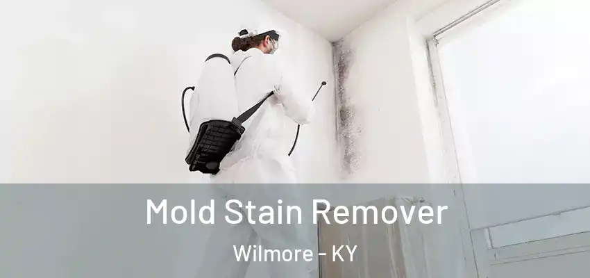 Mold Stain Remover Wilmore - KY