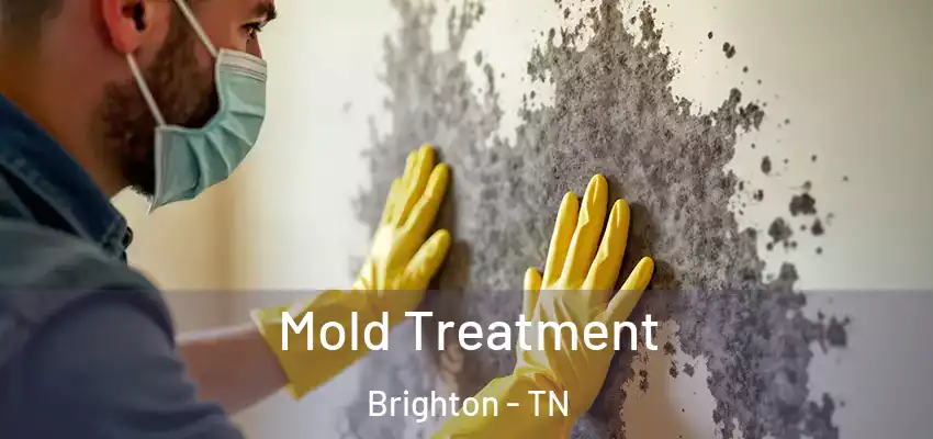  Mold Treatment Brighton - TN
