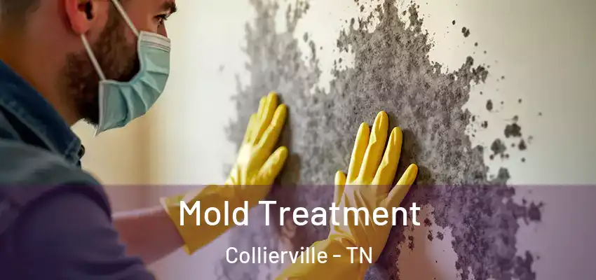  Mold Treatment Collierville - TN